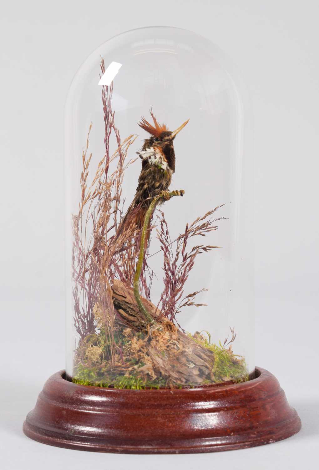 Lot 2267 - Taxidermy: A Tufted Coquette Hummingbird...