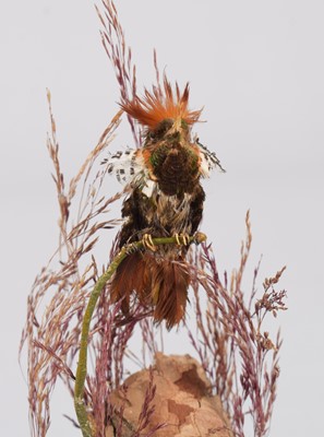 Lot 2267 - Taxidermy: A Tufted Coquette Hummingbird...