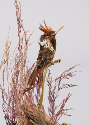 Lot 2267 - Taxidermy: A Tufted Coquette Hummingbird...