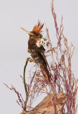 Lot 2267 - Taxidermy: A Tufted Coquette Hummingbird...