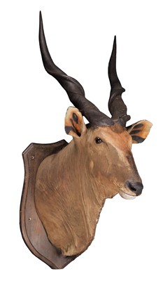 Lot 2291 - Taxidermy: Central or Eastern Giant Eland...