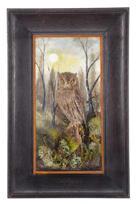 Lot 2053 - Taxidermy: A Wall Cased Striated Scops Owl...