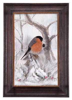 Lot 2197 - Taxidermy: A Wall Cased Eurasian Bullfinch...