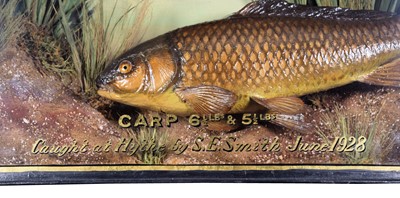 Lot 244 - Taxidermy: A Cased Pair of Common Carp...
