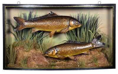 Lot 244 - Taxidermy: A Cased Pair of Common Carp...
