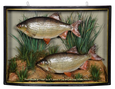 Lot 2281 - Taxidermy: A Cased Pair of Common Roach...