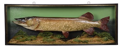 Lot 2280 - Taxidermy: A Cased Northern Pike (Esox lucius),...