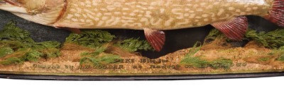 Lot 2280 - Taxidermy: A Cased Northern Pike (Esox lucius),...