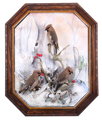 Lot 2260 - Taxidermy: A Wall Cased Trio of European...