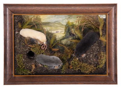 Lot 2274 - Taxidermy: A Wall Cased Trio of Garden Moles...