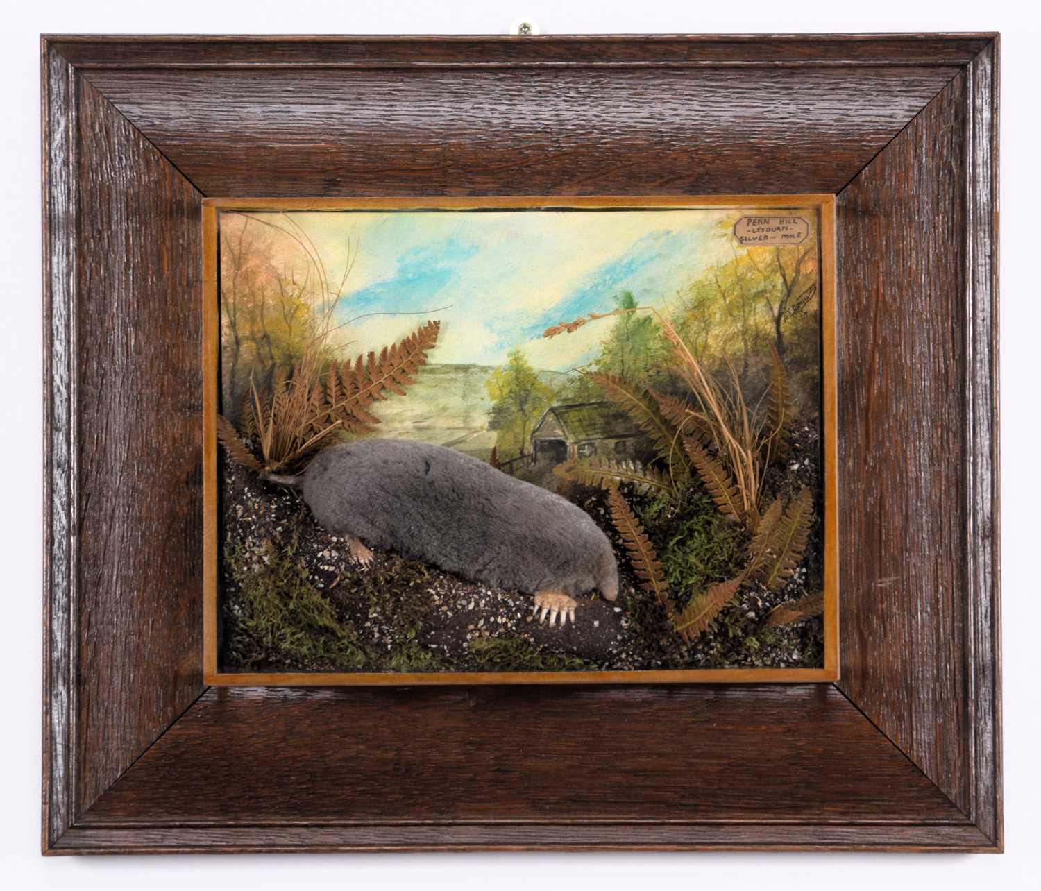 Lot 2033 - Taxidermy: A Wall Cased Silver Mole (Talpa...