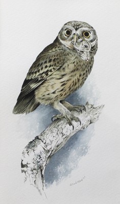 Lot 1135 - Richard Ward (b.1944) Irish "Little Owl"...