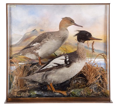 Lot 65 - Taxidermy: A Cased Pair of Red-breasted...