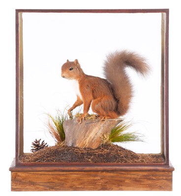 Lot 2292 - Taxidermy: A Cased Scottish Red Squirrel...