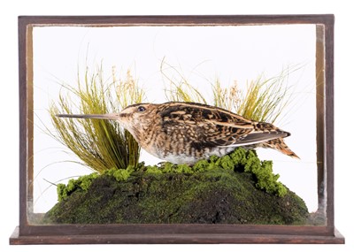 Lot 2149 - Taxidermy: A Cased Common Snipe (Gallinago...