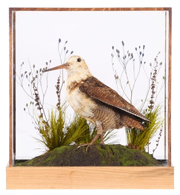 Lot 2179 - Taxidermy: An Unusual and Rare Pied Woodcock...