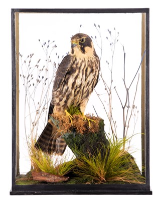 Lot 2191 - Taxidermy: A Edwardian Cased Hobby (Falco...