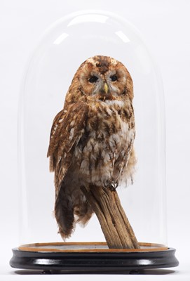 Lot 152 - Taxidermy: Tawny Owl (Strix aluco), modern, by...