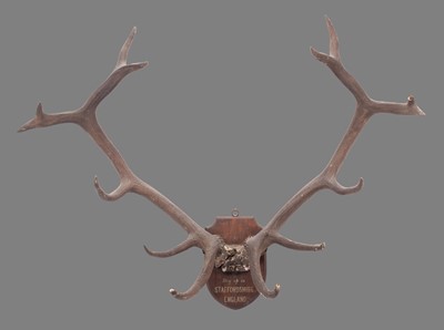 Lot 2295 - Antlers/Horns: A Large Set of Red Deer Antlers...