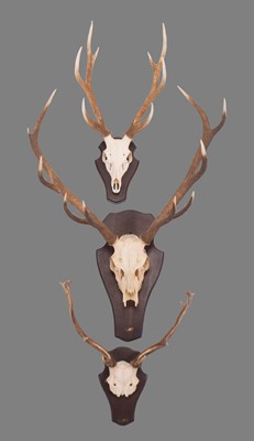 Lot 1257 - Antlers/Horns: A Set of Red Deer, Sika Deer &...