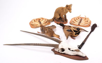 Lot 380 - Taxidermy: A Red Fox Cub, Warthog Tusks,...