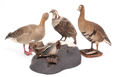 Lot 338 - Taxidermy: A Group of Game Birds, to include -...