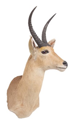 Lot Taxidermy: Southern Common Reedbuck (Redunca...