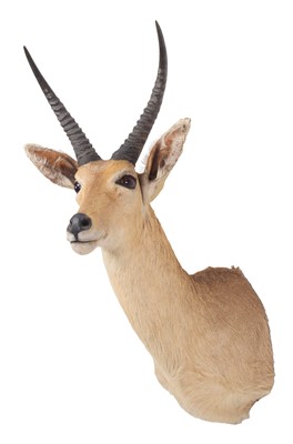 Lot Taxidermy: Southern Common Reedbuck (Redunca...
