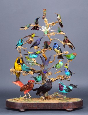 Lot 2302 - Taxidermy: A Late Victorian Display of South...