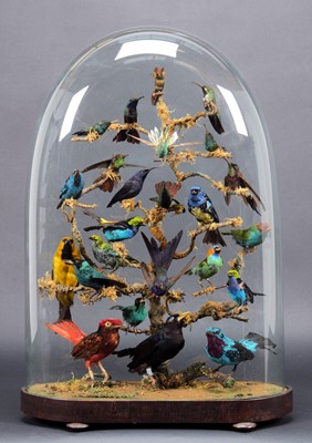 Lot 2302 - Taxidermy: A Late Victorian Display of South...