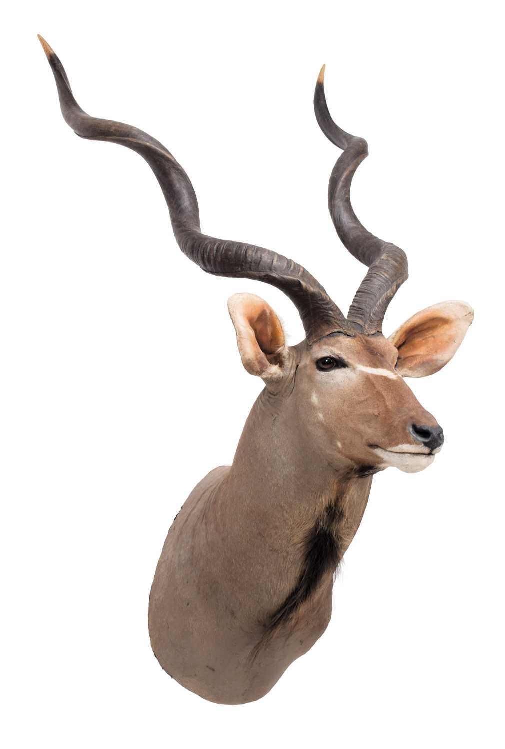 Lot 53 - Taxidermy: Cape Greater Kudu (Strepsiceros...