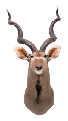 Lot 53 - Taxidermy: Cape Greater Kudu (Strepsiceros...