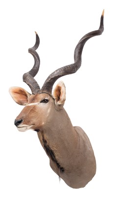 Lot 53 - Taxidermy: Cape Greater Kudu (Strepsiceros...