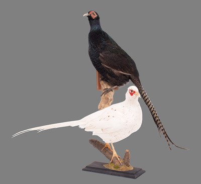 Lot 194A - Taxidermy: A Melanistic & White Pheasant...