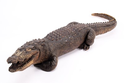 Lot 2217 - Taxidermy: A Late Victorian Nile Crocodile...