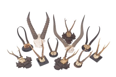 Lot 347 - Antlers/Horns: A Collection of European &...