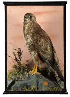 Lot 36 - Taxidermy: A Cased Common Buzzard (Buteo...