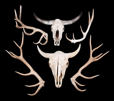 Lot 336 - Antlers/Horns: A North American Buffalo Skull,...