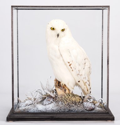 Lot 263 - Taxidermy: A Cased Snowy Owl (Bubo scandiacus),...