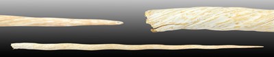 Lot 193 - Natural History: A Large Narwhal Tusk (Monodon...