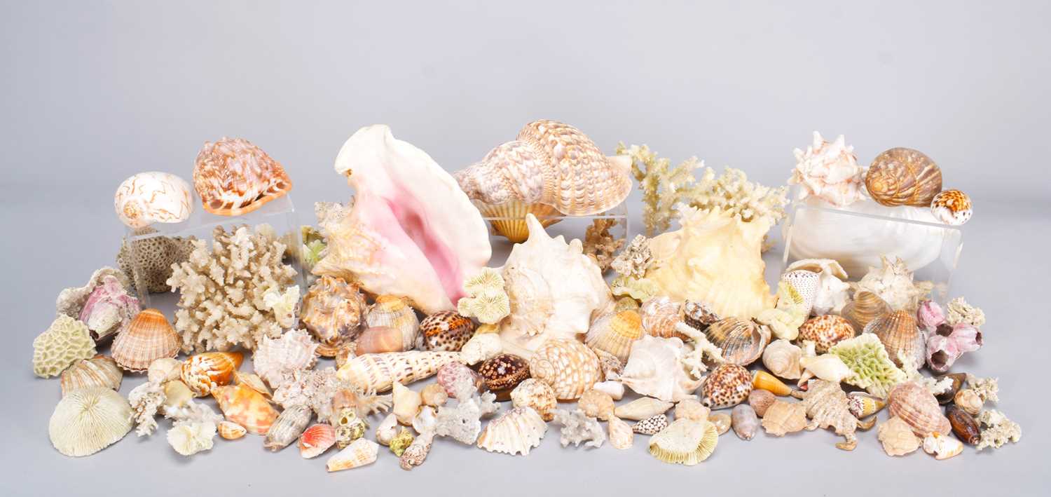 Lot 2232 - Conchology: A Large Collection of World Sea