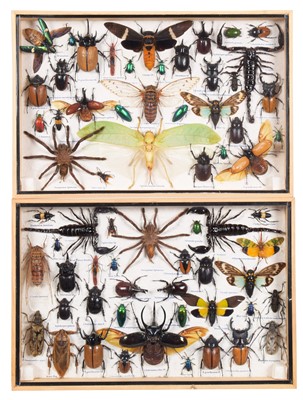 Lot 2108 - Entomology: A Pair of Framed Collections of...