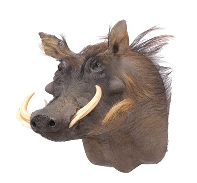 Lot 2300 - Taxidermy: Common Warthog (Phacochoerus...