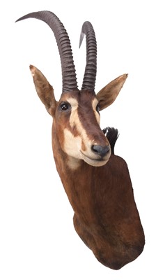 Lot 2129 - Taxidermy: Southern Sable Antelope...