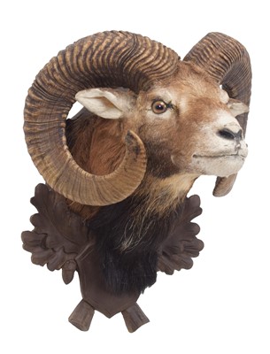 Lot 348 - Taxidermy: European Mouflon (Ovis aries...