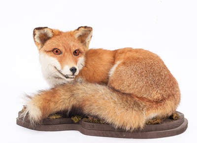 Lot 195A - Taxidermy: A European Red Fox (Vulpes vulpes),...