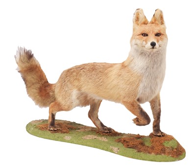 Lot 1283 - Taxidermy: A European Red Fox (Vulpes vulpes),...