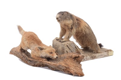 Lot 350 - Taxidermy: A European Marmot & Red Fox Cub,...