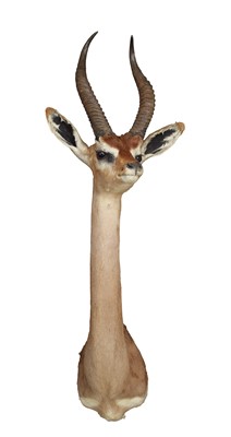 Lot 2190 - Taxidermy: Southern Gerenuk (Litocranius...