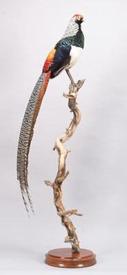 Lot 2157 - Taxidermy: Lady Amherst's Pheasant...